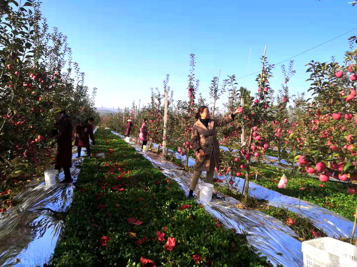 ������Ӱ