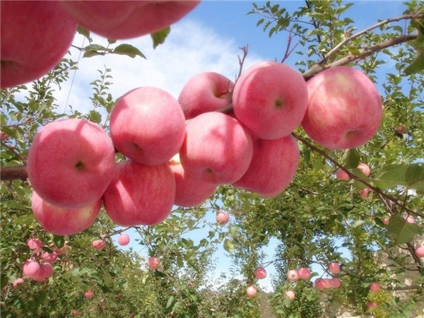 Quality Fuji apples